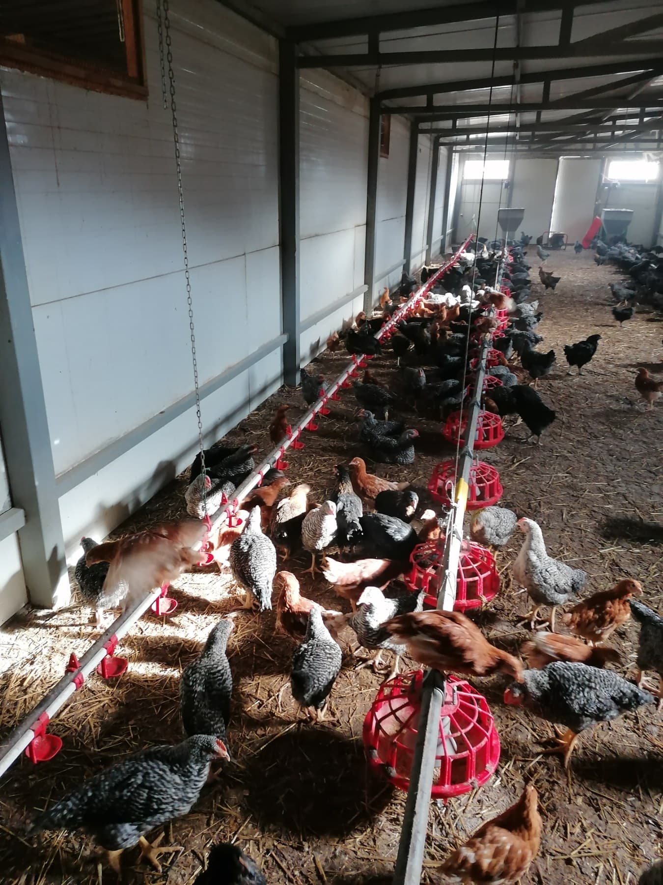 Red hranilica i pojilica duž objekta